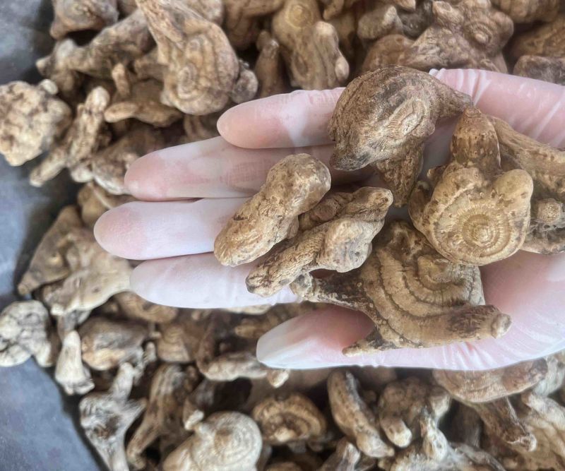 白芨个通货三叉白芨质量保证实物拍摄