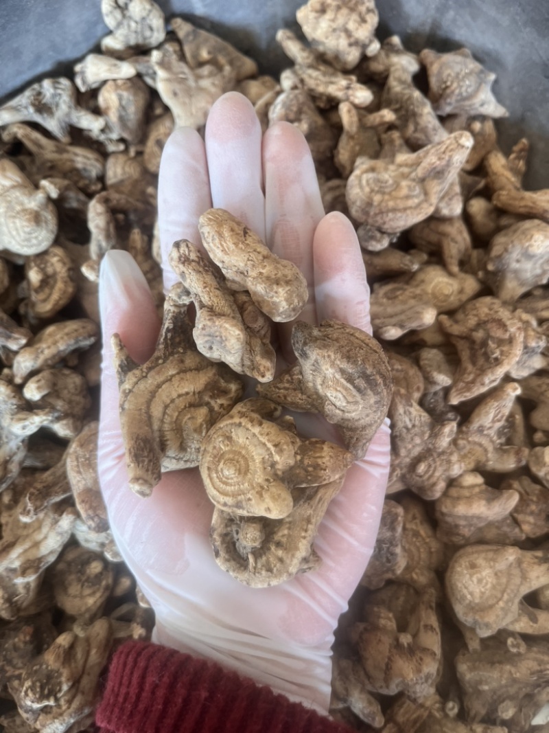 白芨个通货三叉白芨质量保证实物拍摄