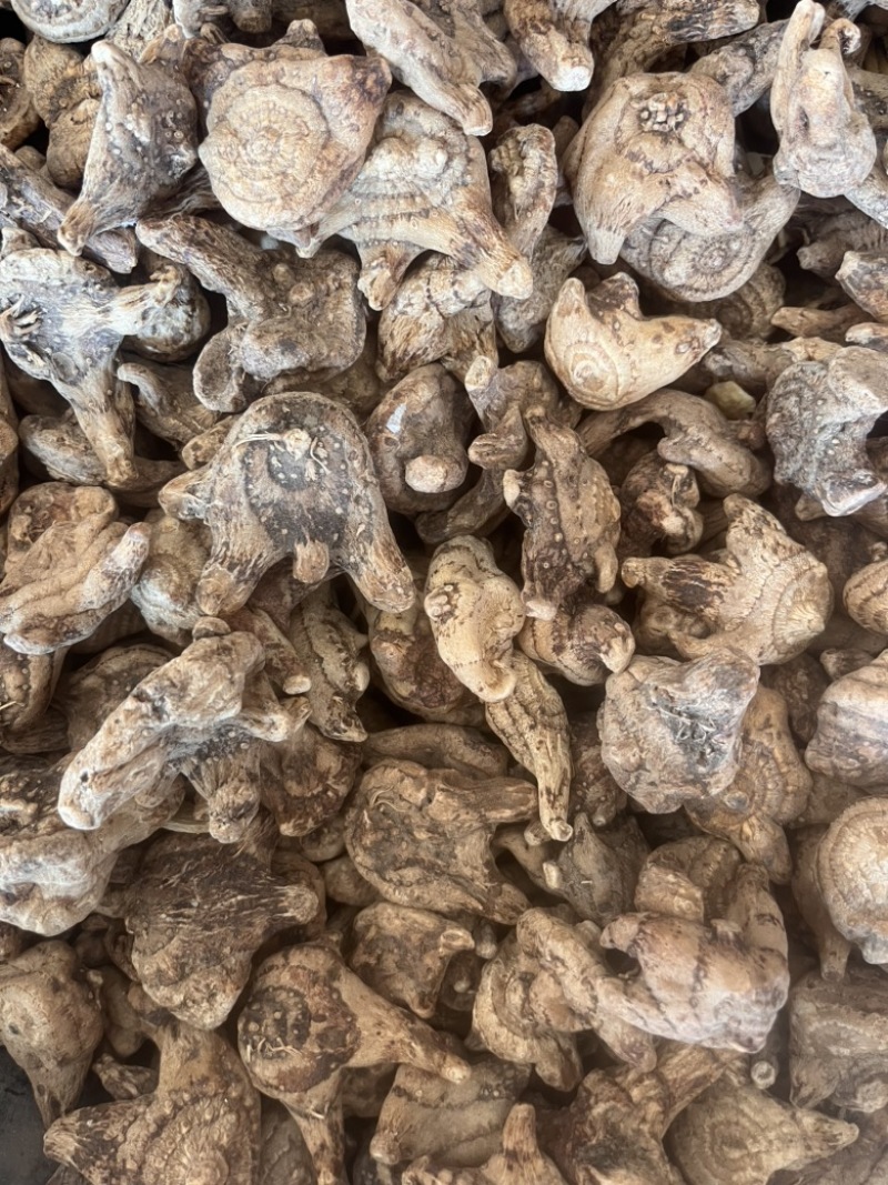 白芨个通货三叉白芨质量保证实物拍摄