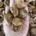白芨个通货三叉白芨质量保证实物拍摄