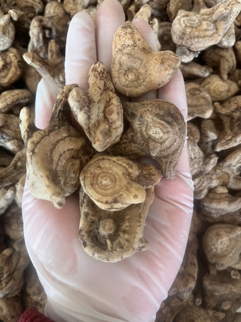 白芨个通货三叉白芨质量保证实物拍摄