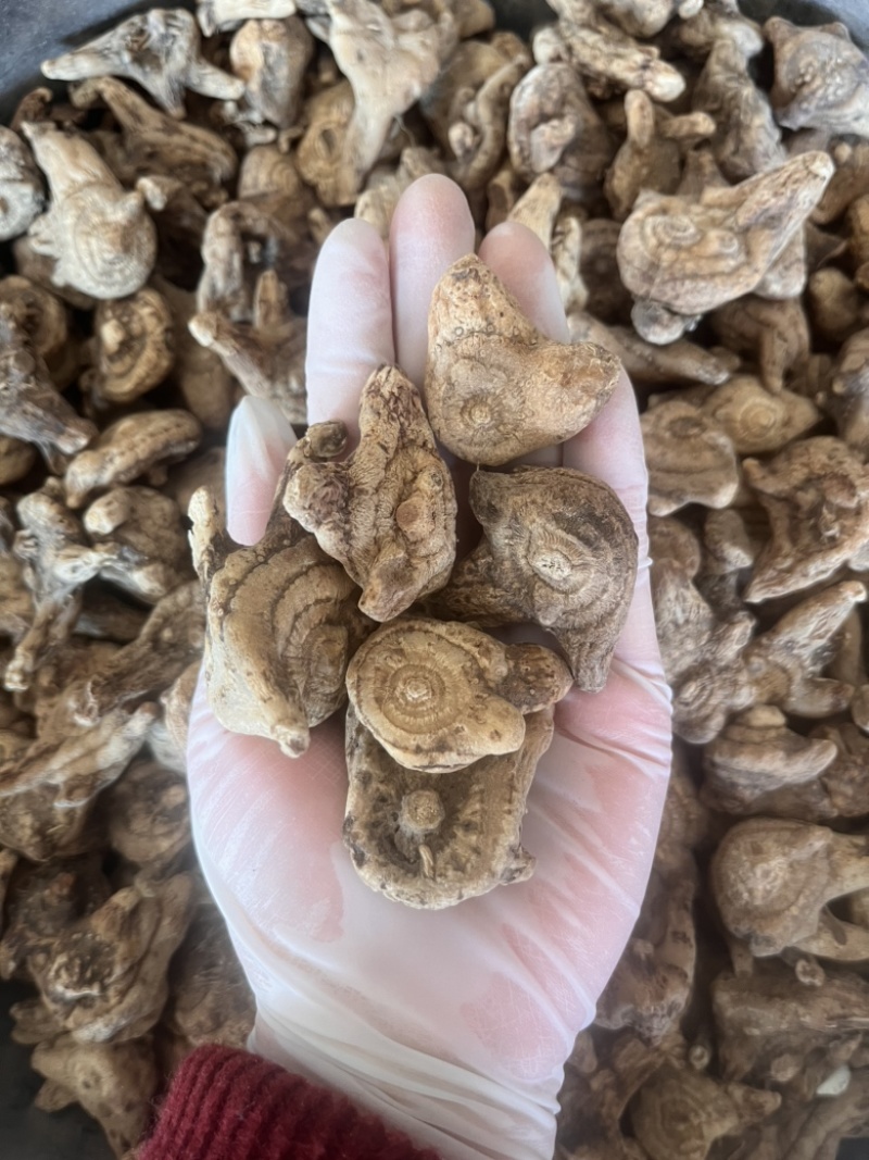 白芨个通货三叉白芨质量保证实物拍摄