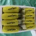 博洋9号