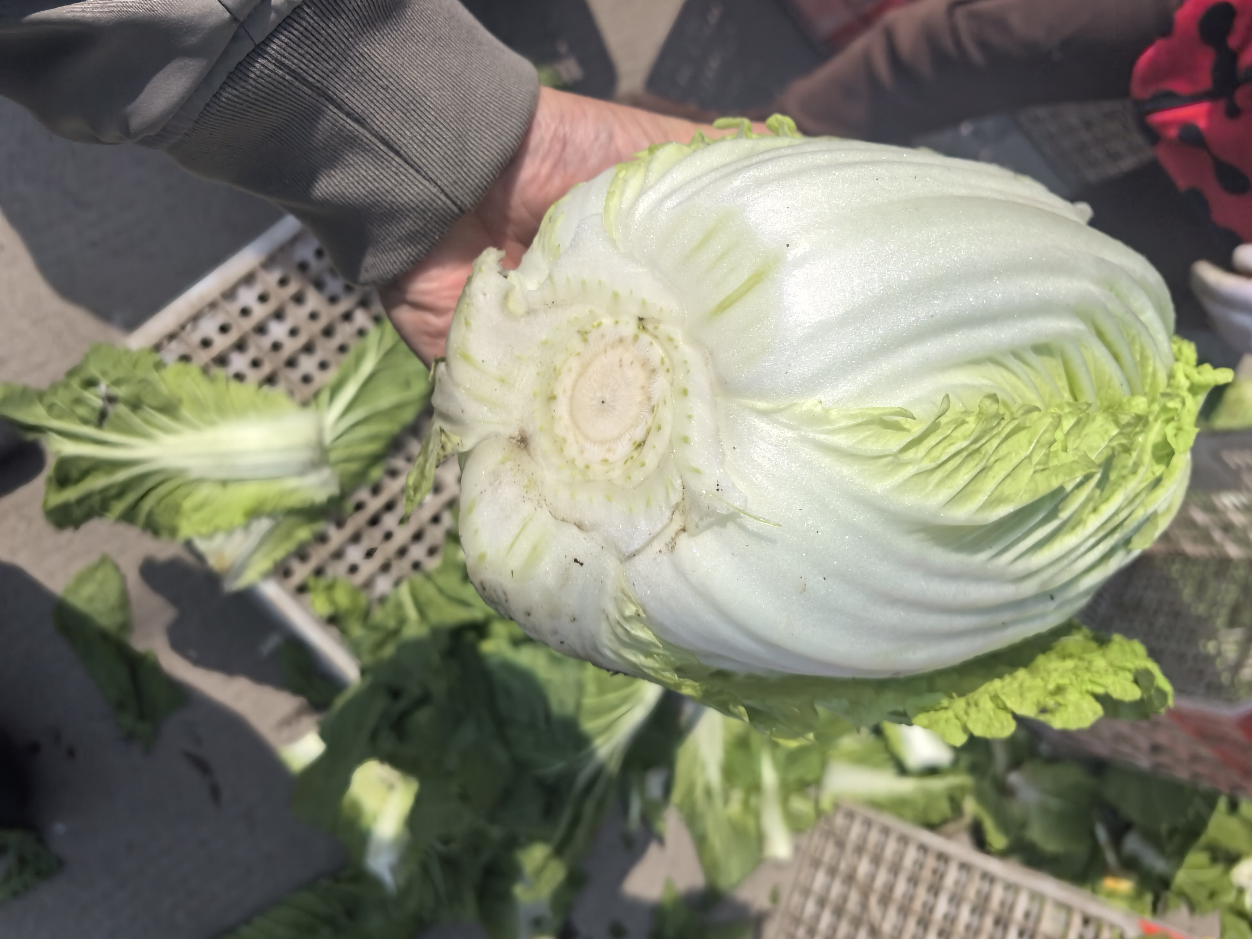 高清微距摄影:左侧为京秋黄白菜横切面,外叶深绿、中层浅绿、心叶呈均匀嫩黄色(色卡比对Pantone 12-0707 TPX),叶脉细密呈放射状;右侧为津绿75横切面,心叶呈淡黄绿色,色差明显,叶脉较粗且分布稀疏;背景标尺为1cm分度,凸显心叶厚度差异(京秋黄心叶厚1.8mm,津绿75为1.2mm) 黄心白菜与普通大白菜横切面对比图