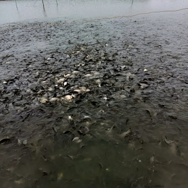 出售正宗湘云鲫