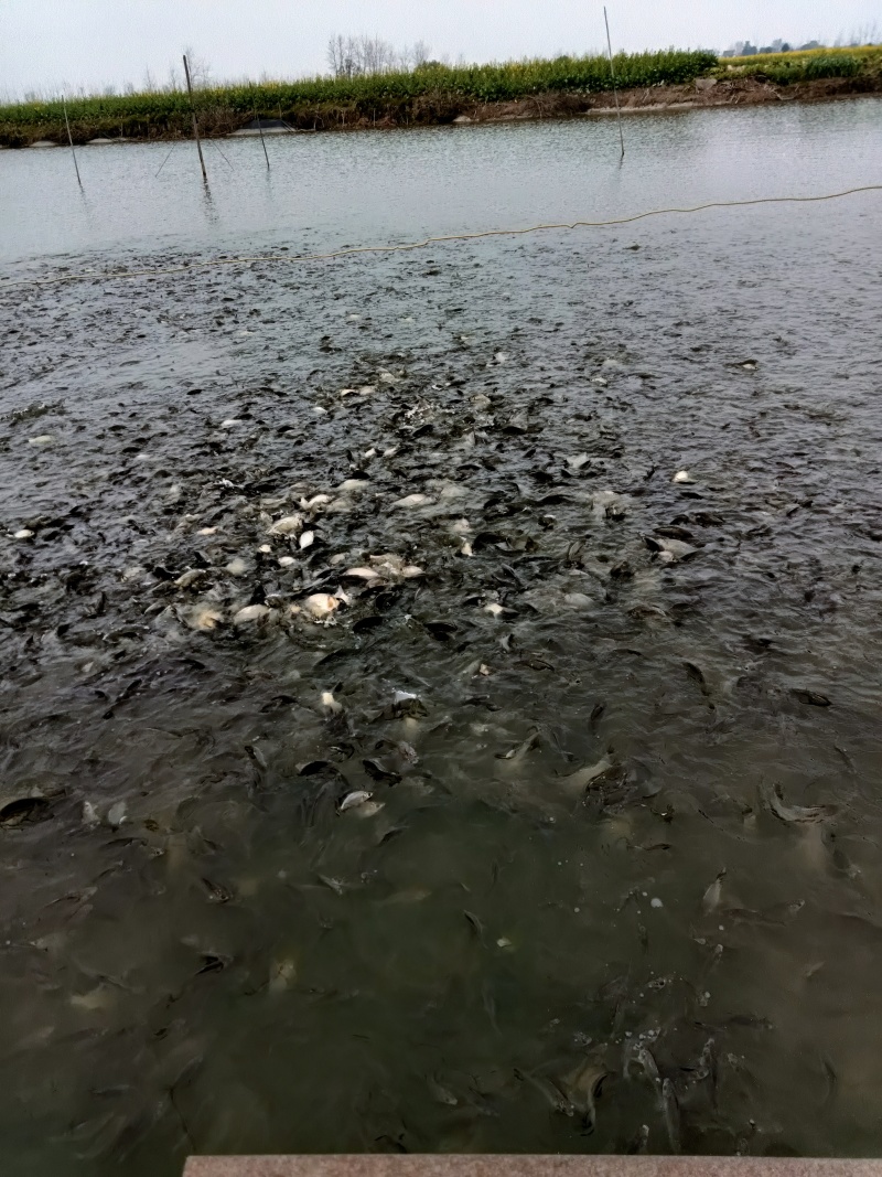 出售正宗湘云鲫