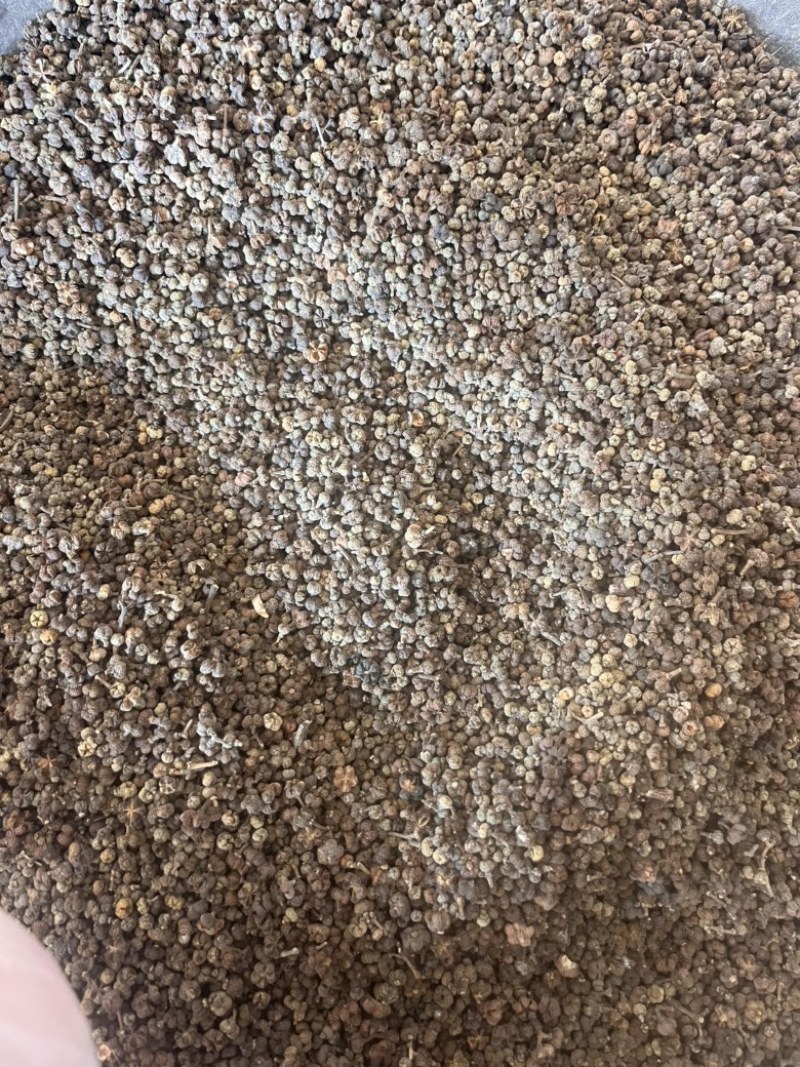 吴茱萸产地江西产地直销实物拍摄