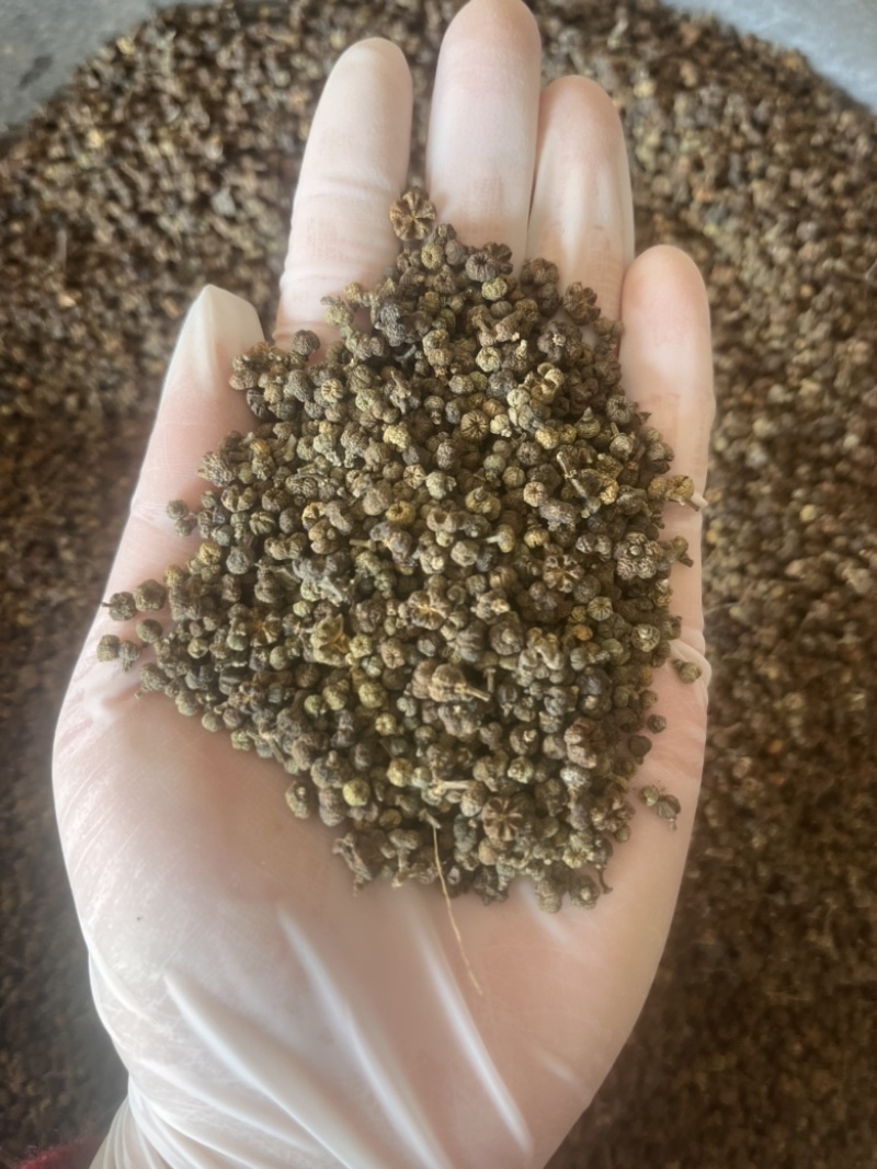 吴茱萸产地江西产地直销实物拍摄