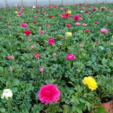 芹叶牡丹，洋牡丹，牡丹花，花大色多，喜阳