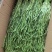 江苏优质贡菜干,品质保证价格真实,支持视频看货选购