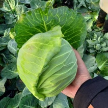 精品绿甘蓝，质量保证，适合各种包装，满足各大市场需求