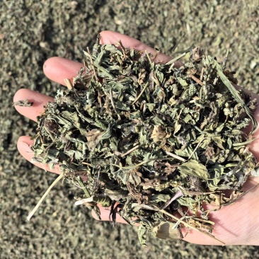 车前草今年新货吸尘货花茶专用欢迎选购常年有货源