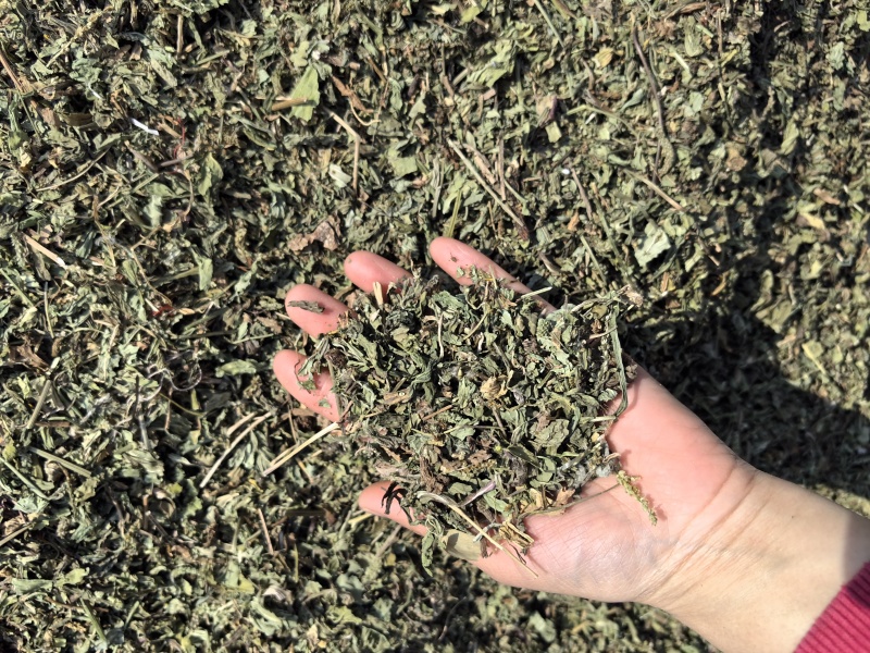 车前草今年新货吸尘货花茶专用欢迎选购常年有货源