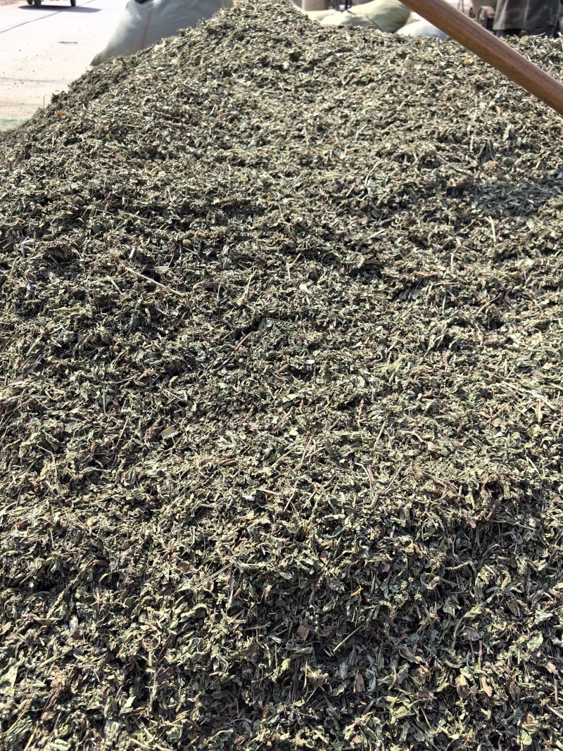 车前草今年新货吸尘货花茶专用欢迎选购常年有货源