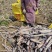 热卖对接全国市场黑甘蔗苗成活率高量大从优欢迎采购