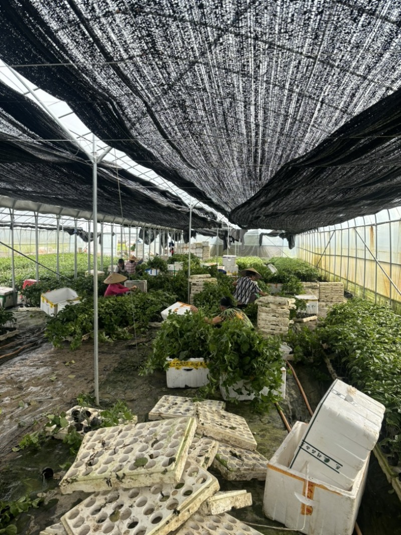 广西钦州灵山黄金钦密9号百香果种苗纯甜无酸育苗基地发货