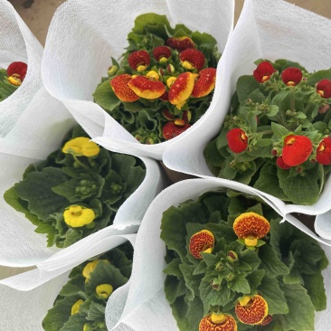 荷包花，3块