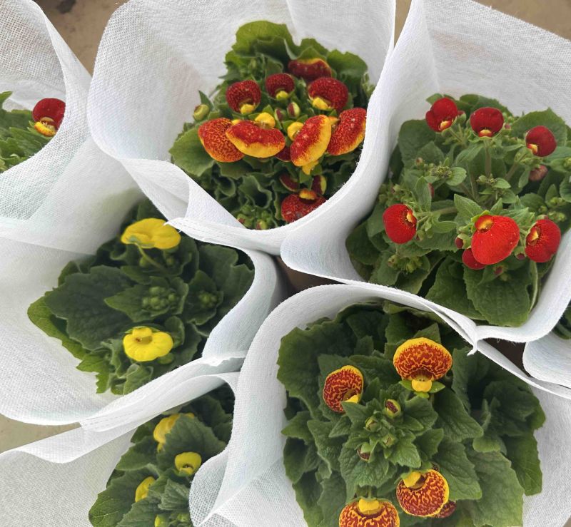 荷包花，3块