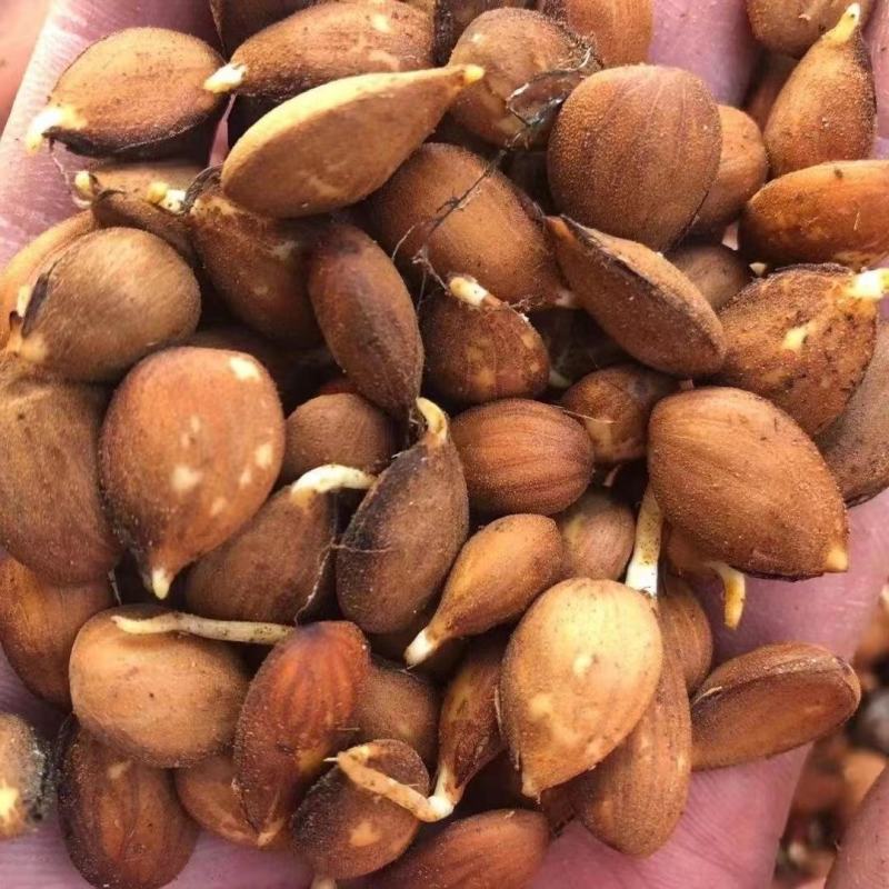 【鲜种子】毛桃树种子，桃仁，桃芽苗，真空包装，出芽率高