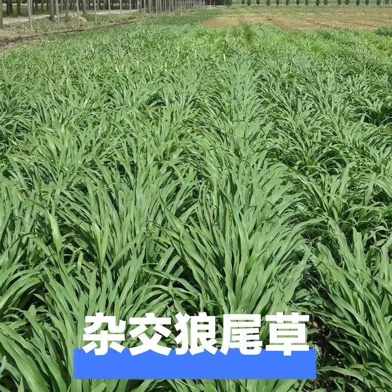 杂交狼尾草牧草种子无毛多年生四季高产耐旱耐收割牛羊鱼兔草