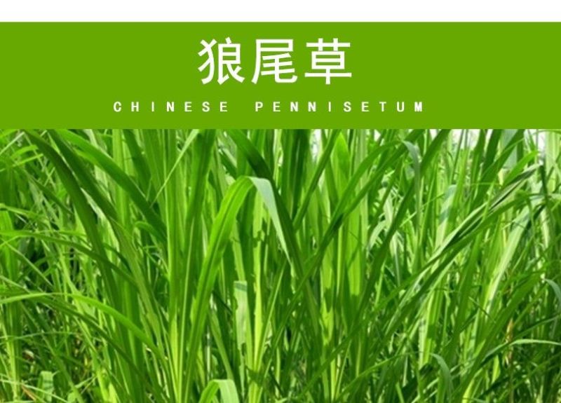 杂交狼尾草牧草种子无毛多年生四季高产耐旱耐收割牛羊鱼兔草