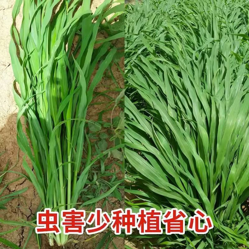 杂交狼尾草牧草种子无毛多年生四季高产耐旱耐收割牛羊鱼兔草