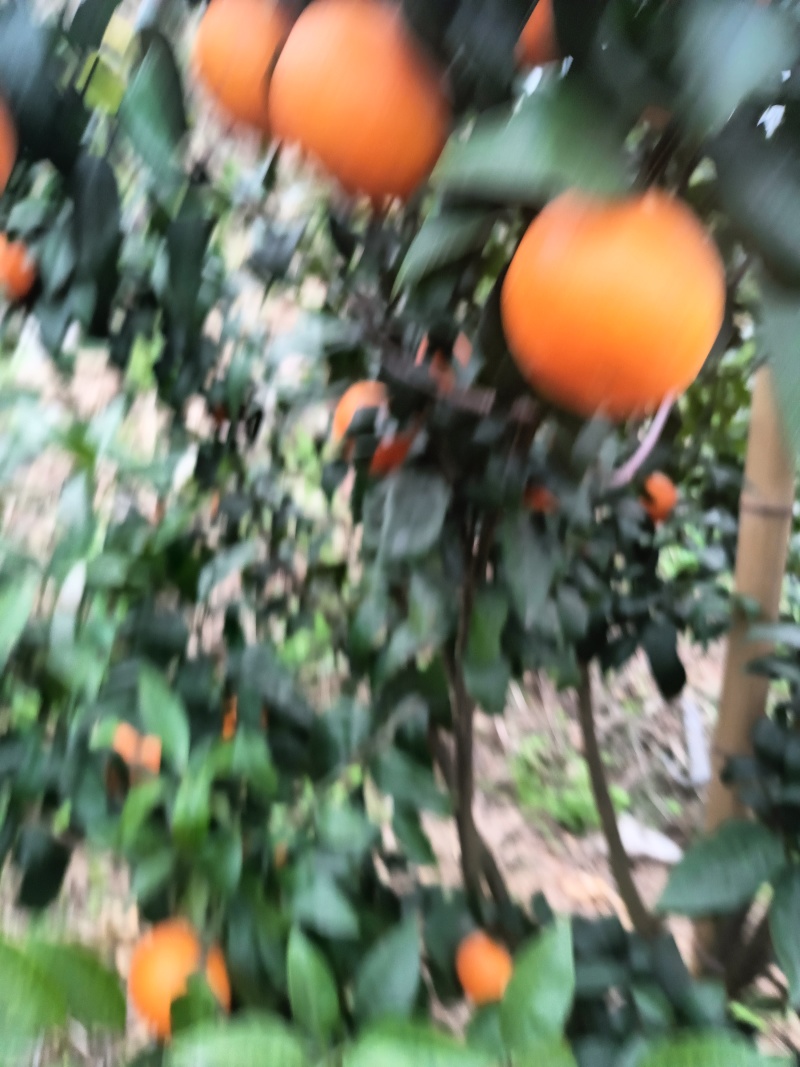 四川沃柑大量上市，