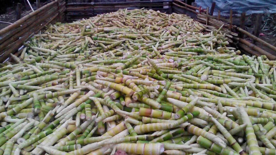 一个乡村集市的竹笋摊位,摆放着不同种类和颜色的竹笋,包括新鲜浅黄色竹笋和外皮呈深褐色的黑竹笋,摊主正在整理货物,背景有绿叶植被 市场摊位上的各类竹笋对比