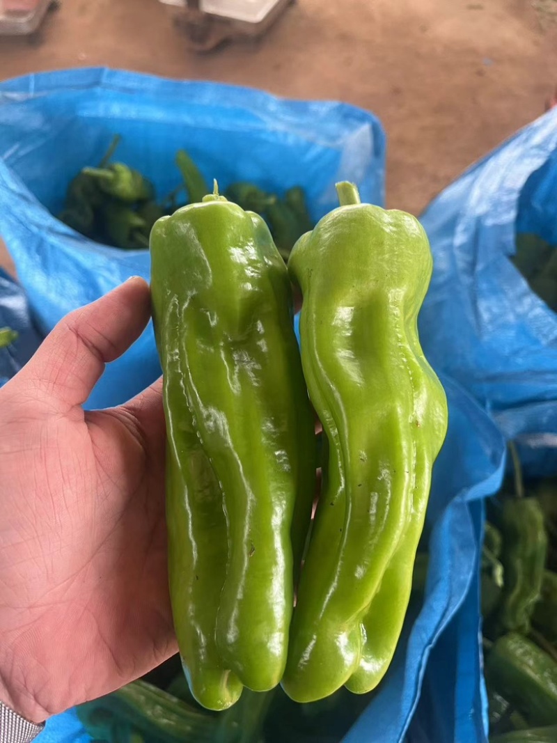 湛江徐闻芜湖辣、诚信经营、大量供应，欢迎来点咨询！