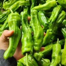 湛江徐闻芜湖辣、诚信经营、大量供应，欢迎来点咨询！