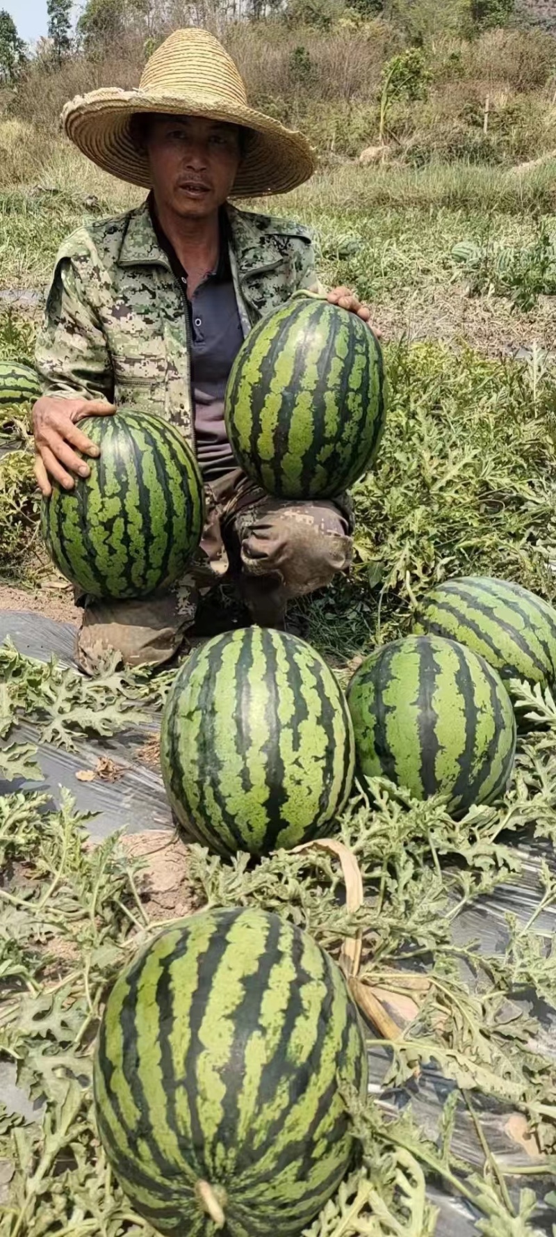 【实力商家】云南甜王西瓜头茬甜度高皮薄多汁对接全国市场