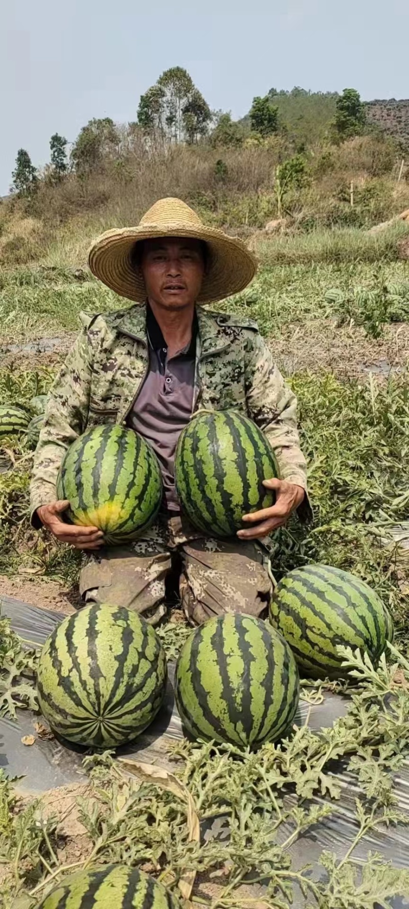 【实力商家】云南甜王西瓜头茬甜度高皮薄多汁对接全国市场