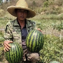 【实力商家】河北甜王西瓜头茬甜度高皮薄多汁对接全国市场