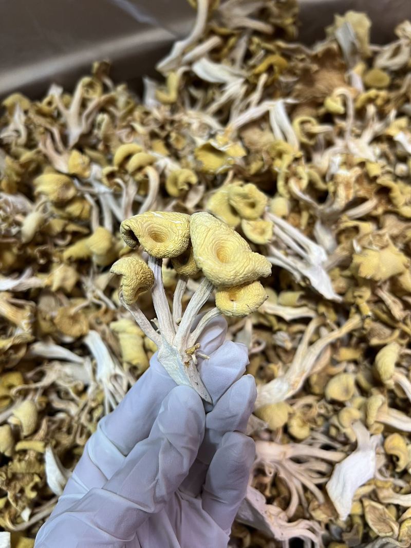 鸡油菌足干蘑菇干品