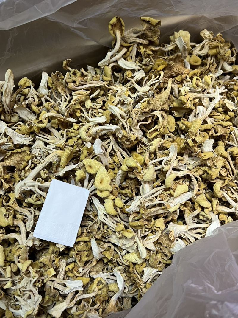 鸡油菌足干蘑菇干品