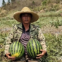 【实力商家】甜王西瓜头茬甜度高皮薄多汁对接全国市场