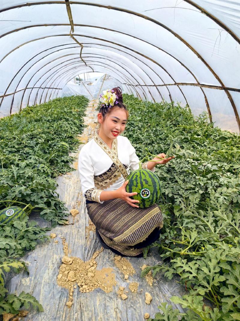 【实力商家】云南麒麟西瓜头茬甜度高皮薄多汁对接全国市场