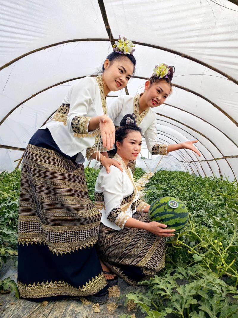 【实力商家】云南麒麟西瓜头茬甜度高皮薄多汁对接全国市场