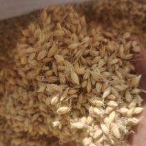 麦芽大麦芽泽润中药批发零售各种中药材