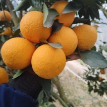 青见柑橘，又甜又化渣，皮薄水分足