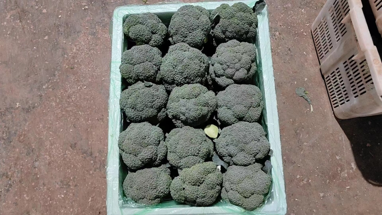 新鲜西兰花切成小朵并浸泡清洗 西兰花清洗与切块过程