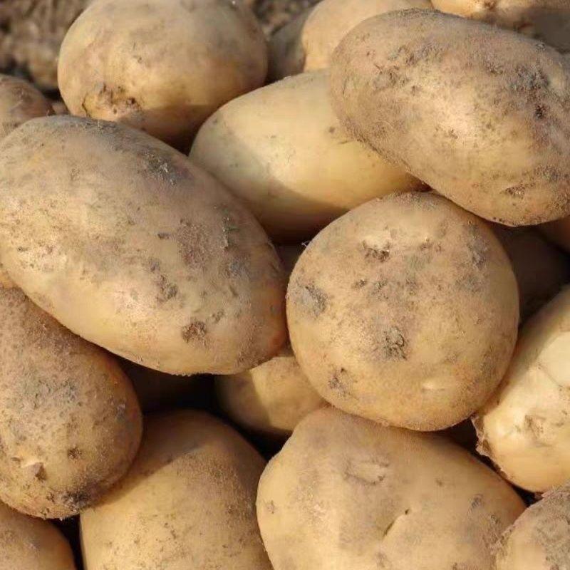 新鲜土豆大量供货货源充足产地直发新鲜出土可视频看货