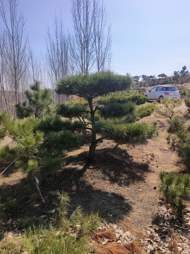 造型黑松—造型油松，地景松，庭园松，迎客松平顶松批发基地