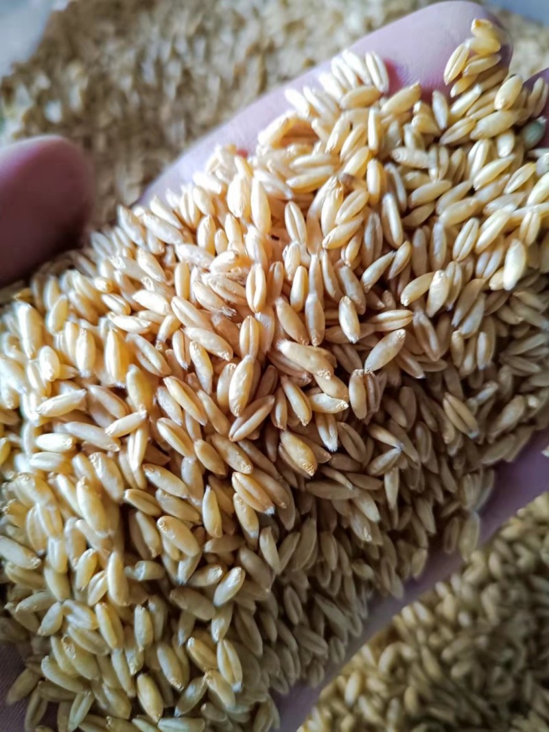 【热销】精选优质莜麦，国产精品，坝莜一号，早花二号