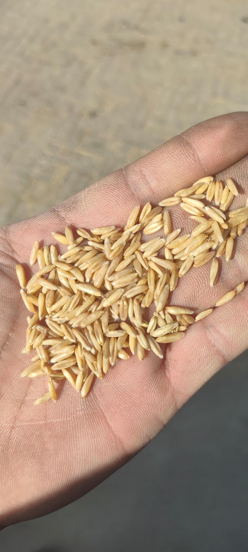 【热销】精选优质莜麦，国产精品，坝莜一号，早花二号