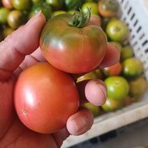 柿子草莓柿子春桃柿子小西红柿大量上市