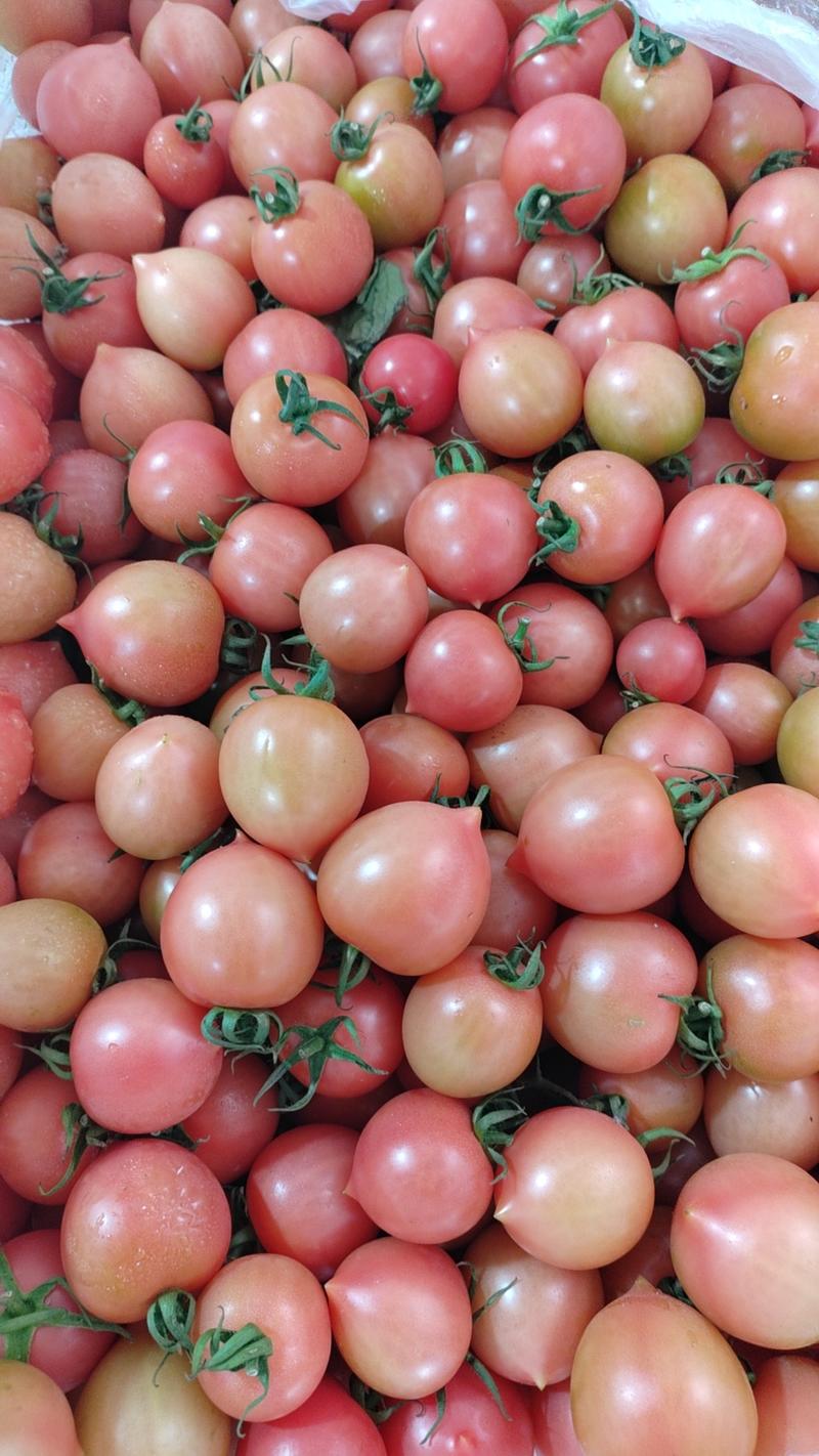 柿子草莓柿子春桃柿子小西红柿大量上市
