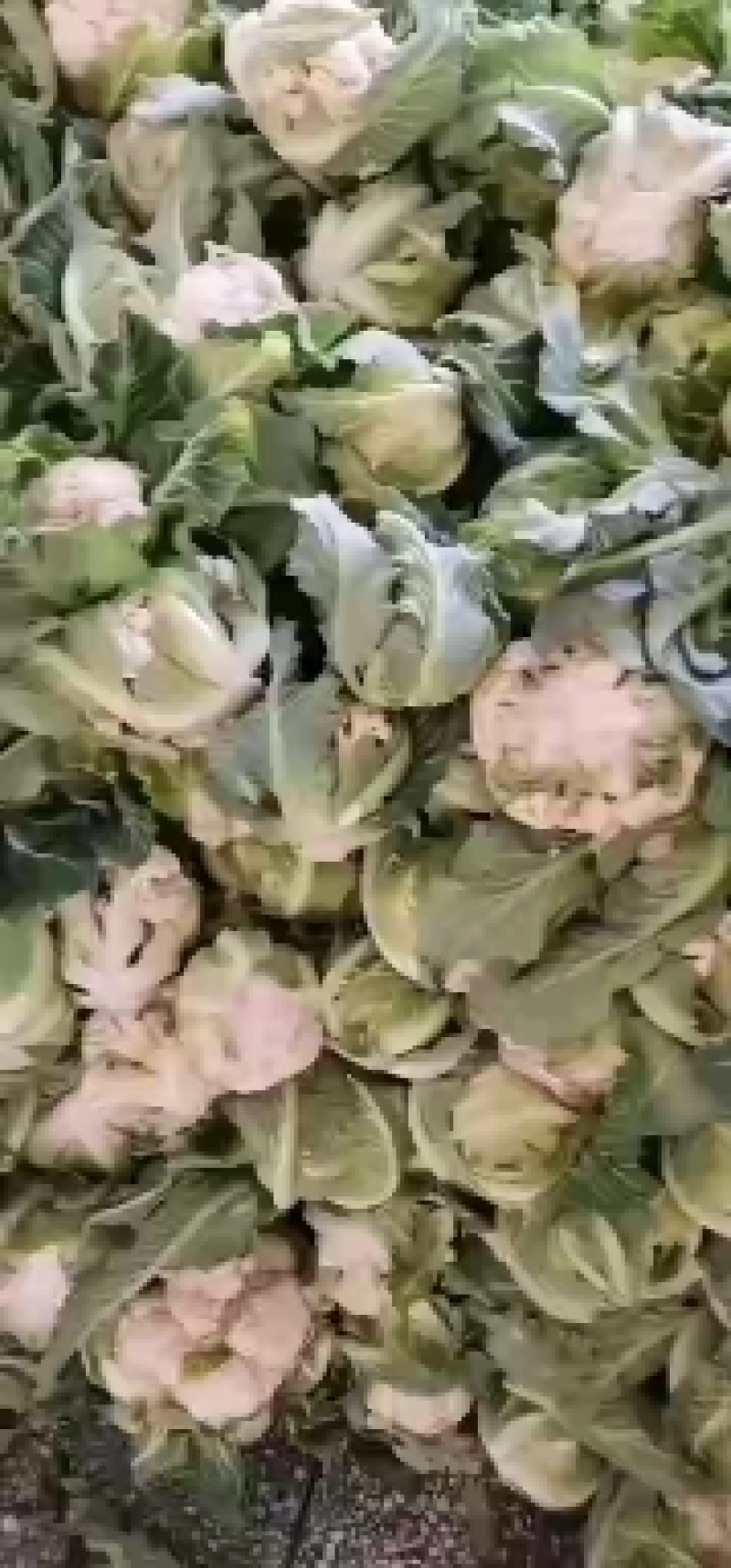 陕西省城固县菜花大量上市了。花白，紧，价格合适。全国接单