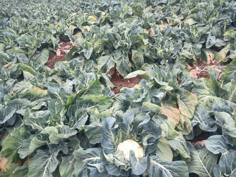 陕西省城固县菜花大量上市了。花白，紧，价格合适。全国接单