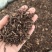 防风过4个筛小选装祥泰药材栈中药材批发零售实物拍摄